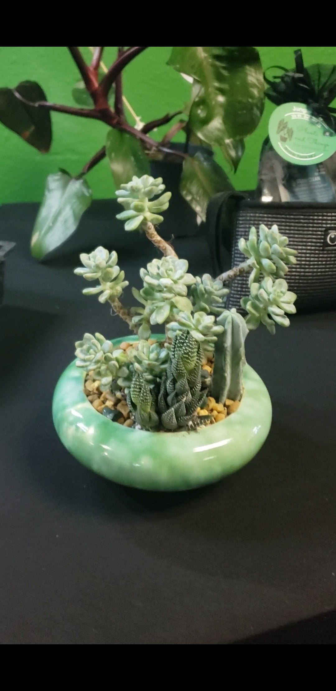 joy succulents Little Blue Joy Succulent Arrangement