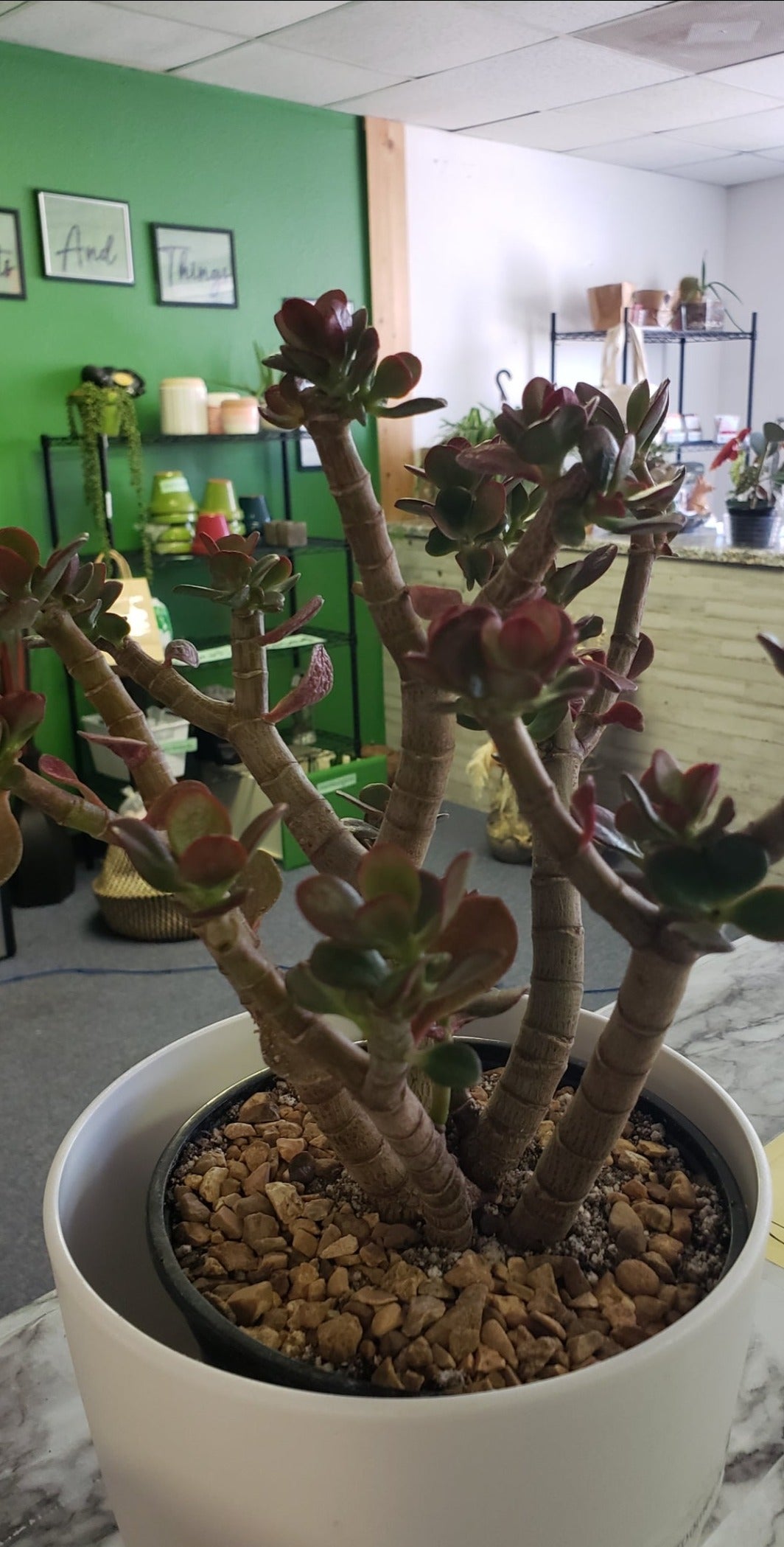 Jade Tree Aged- Groomed