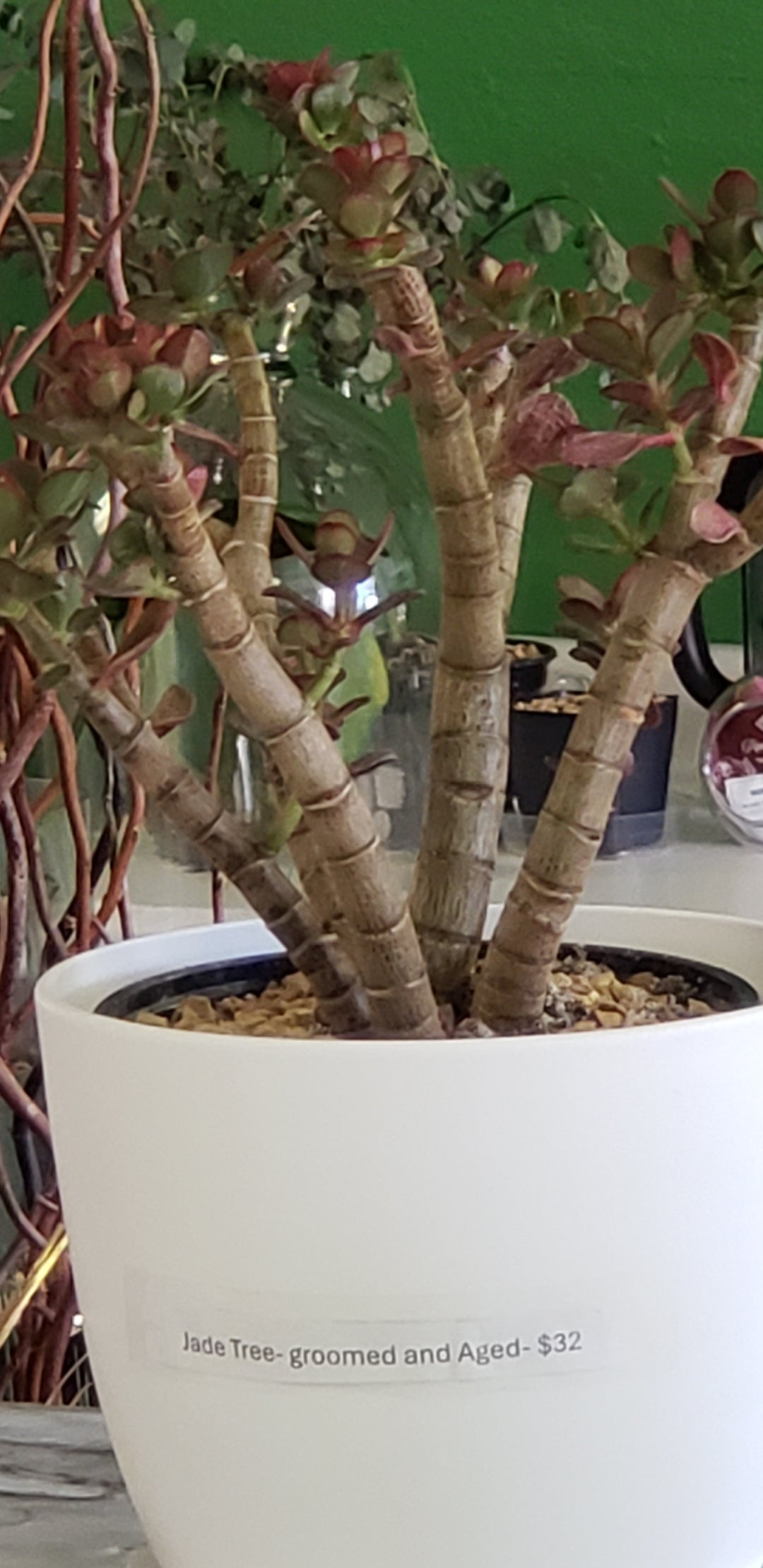 Jade Tree Aged- Groomed