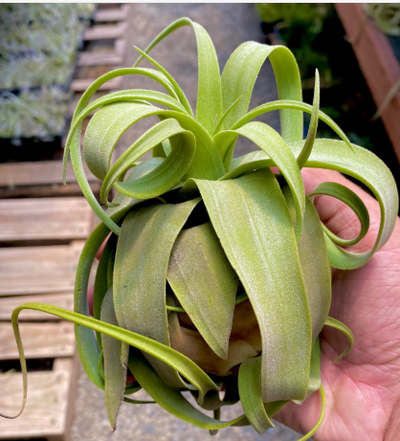 Streptophylla Medium