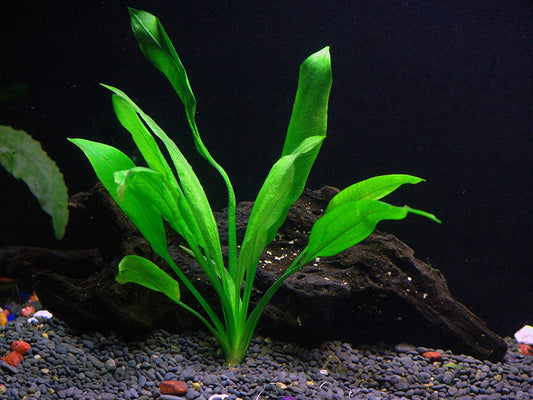 Amazon Sword – Echinodorus Bleheri – Easy Aquatic Plant
