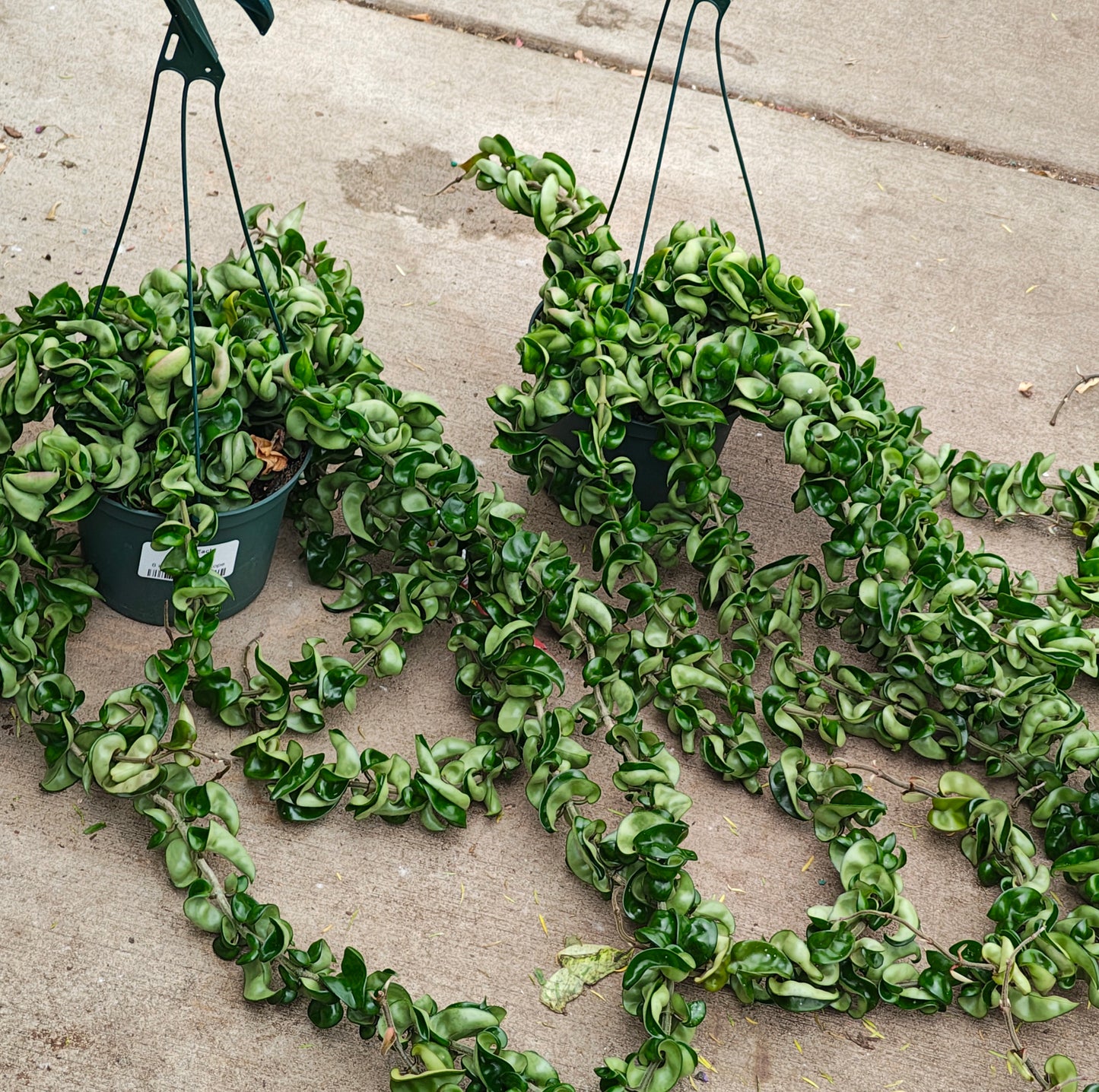 New- Hoya 'Hindu Rope'