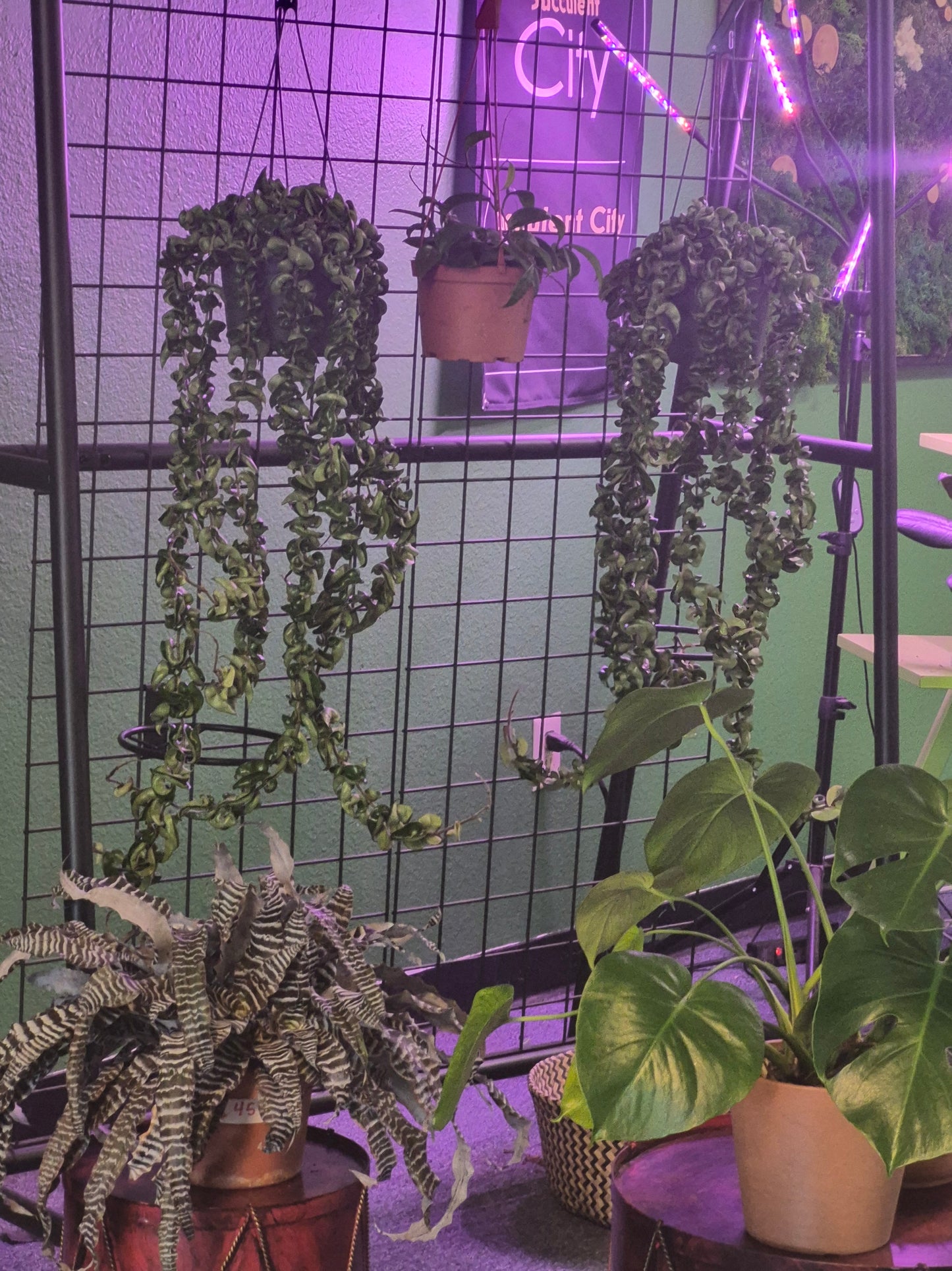 New- Hoya 'Hindu Rope'
