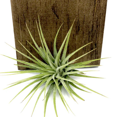 Ionantha Guatemala