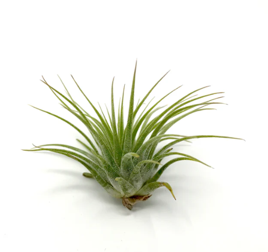 Ionantha Guatemala