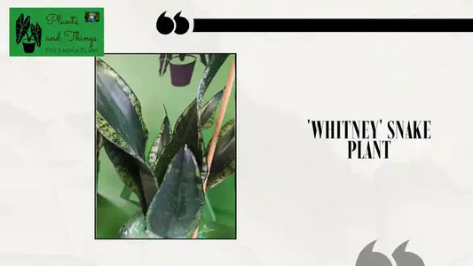 'Whitney' Snake Plant by@Outfy