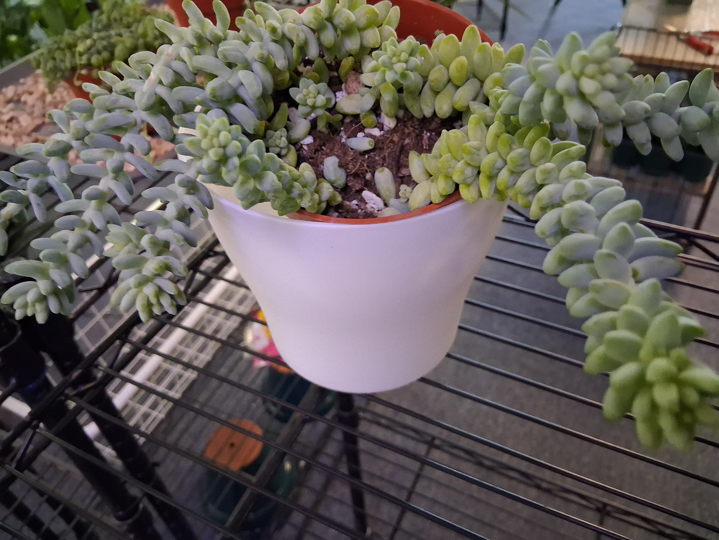 Burro's Tail