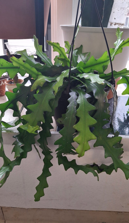 Epiphyllum Ric Rac - Hanging Basket