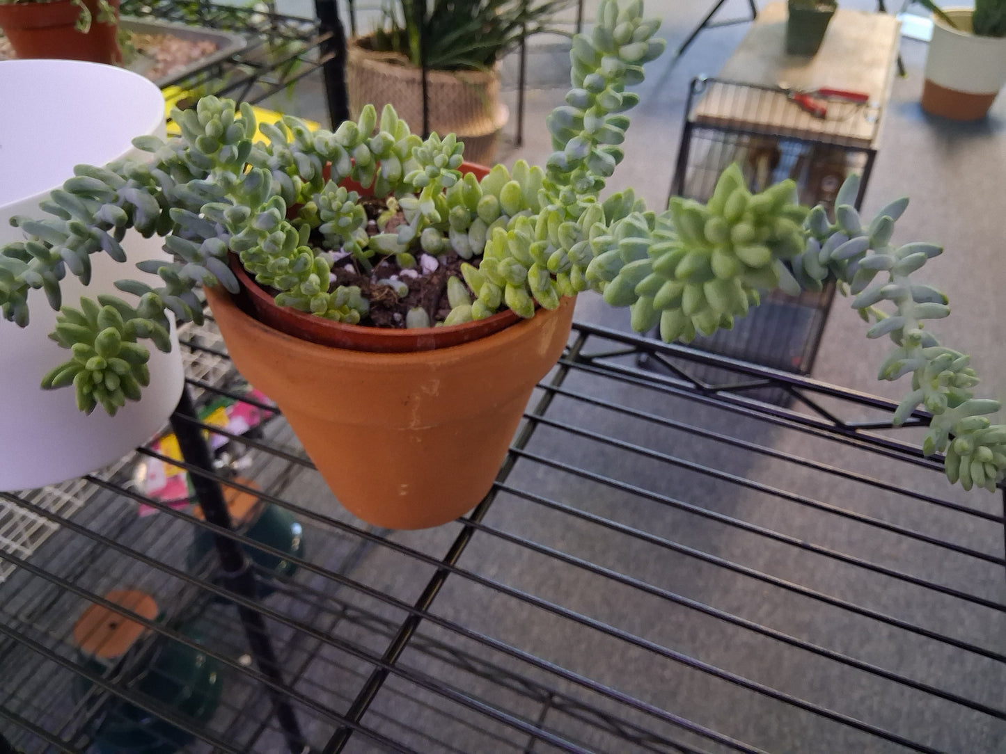 Burro's Tail