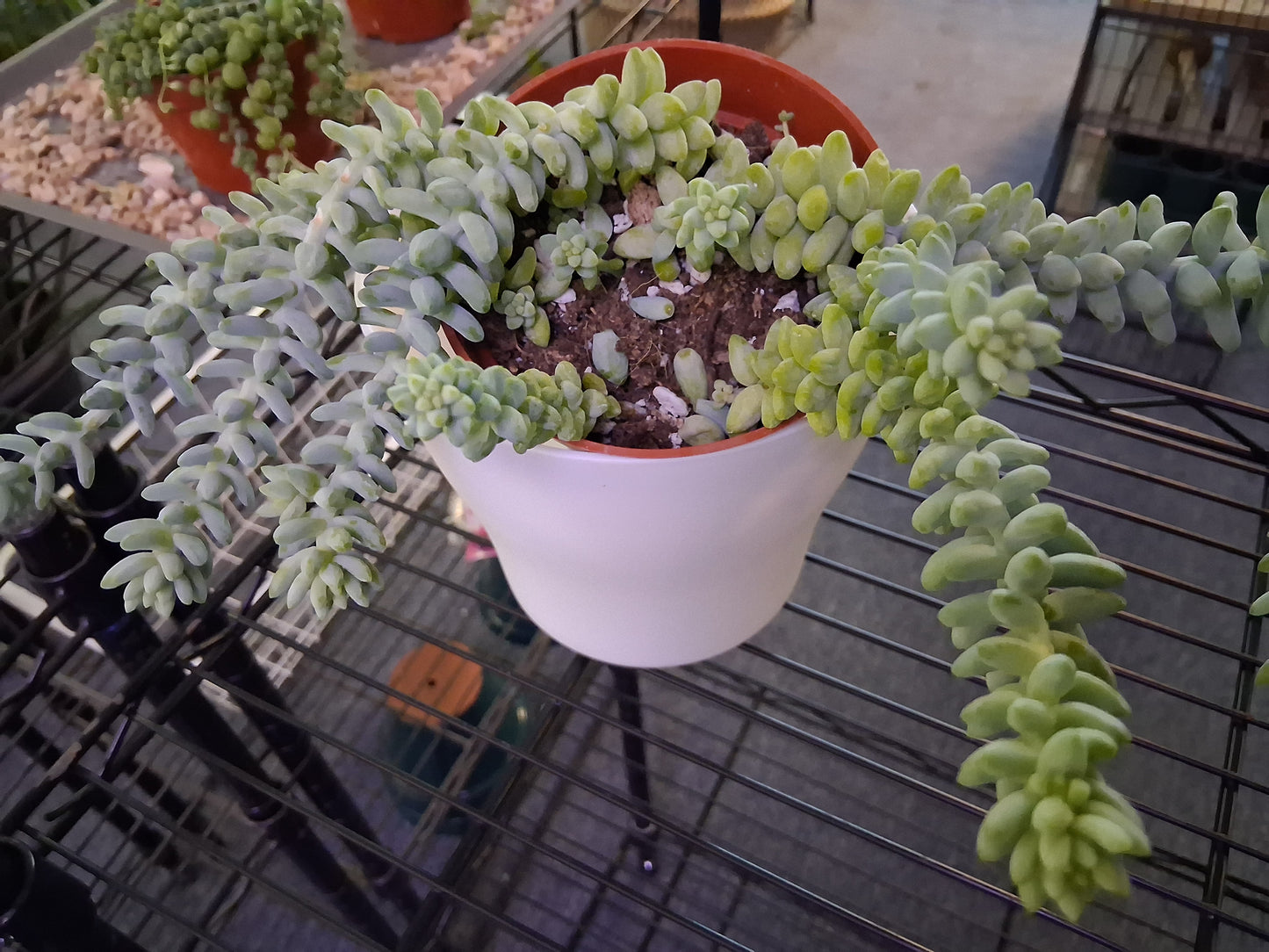 Burro's Tail