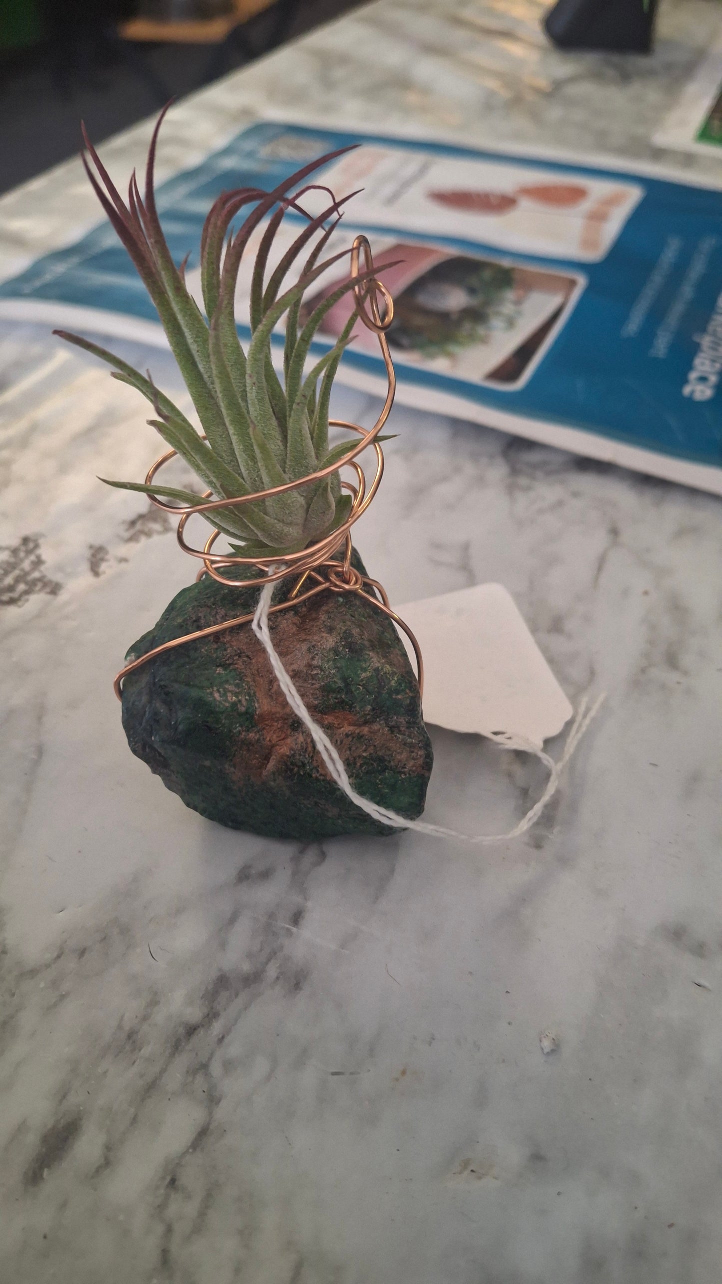 Air Plant Holder