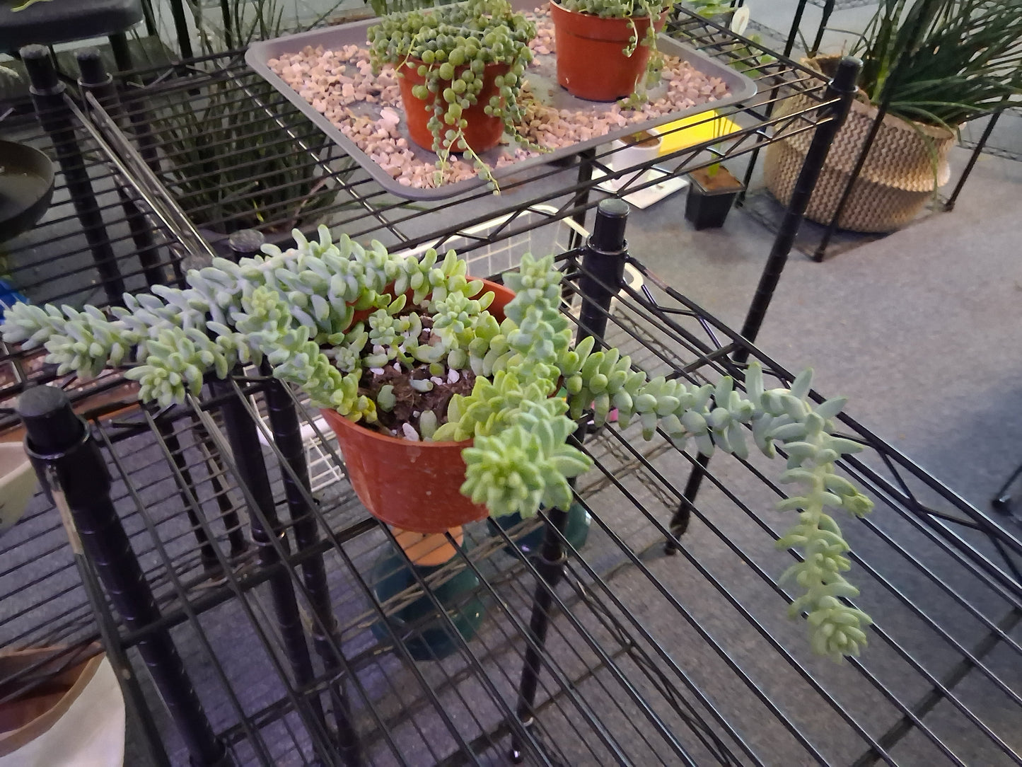 Burro's Tail