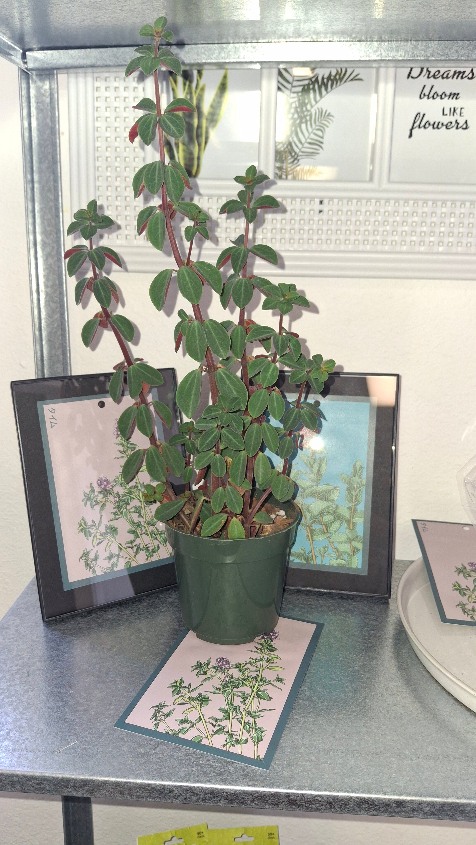 red log succulent Peperomia Red Log