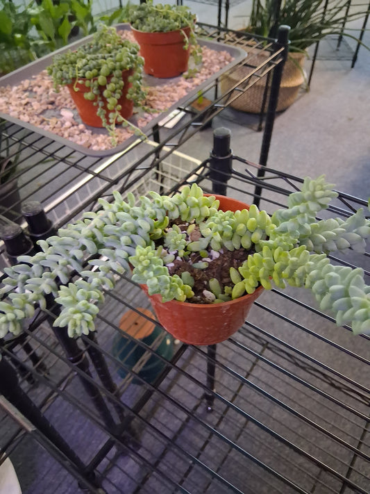 Burro's Tail
