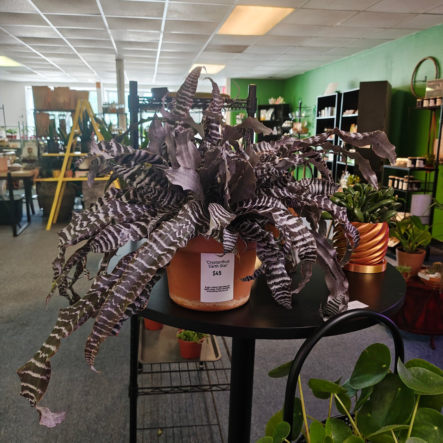 Cryptanthus Earth Star