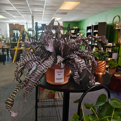 Cryptanthus Earth Star