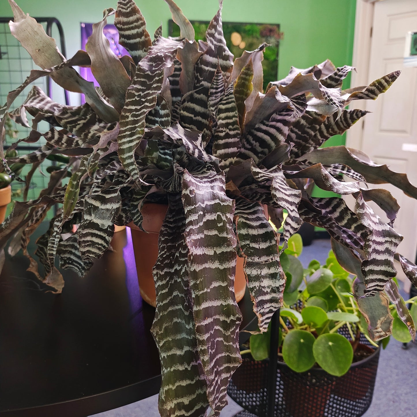 Cryptanthus Earth Star