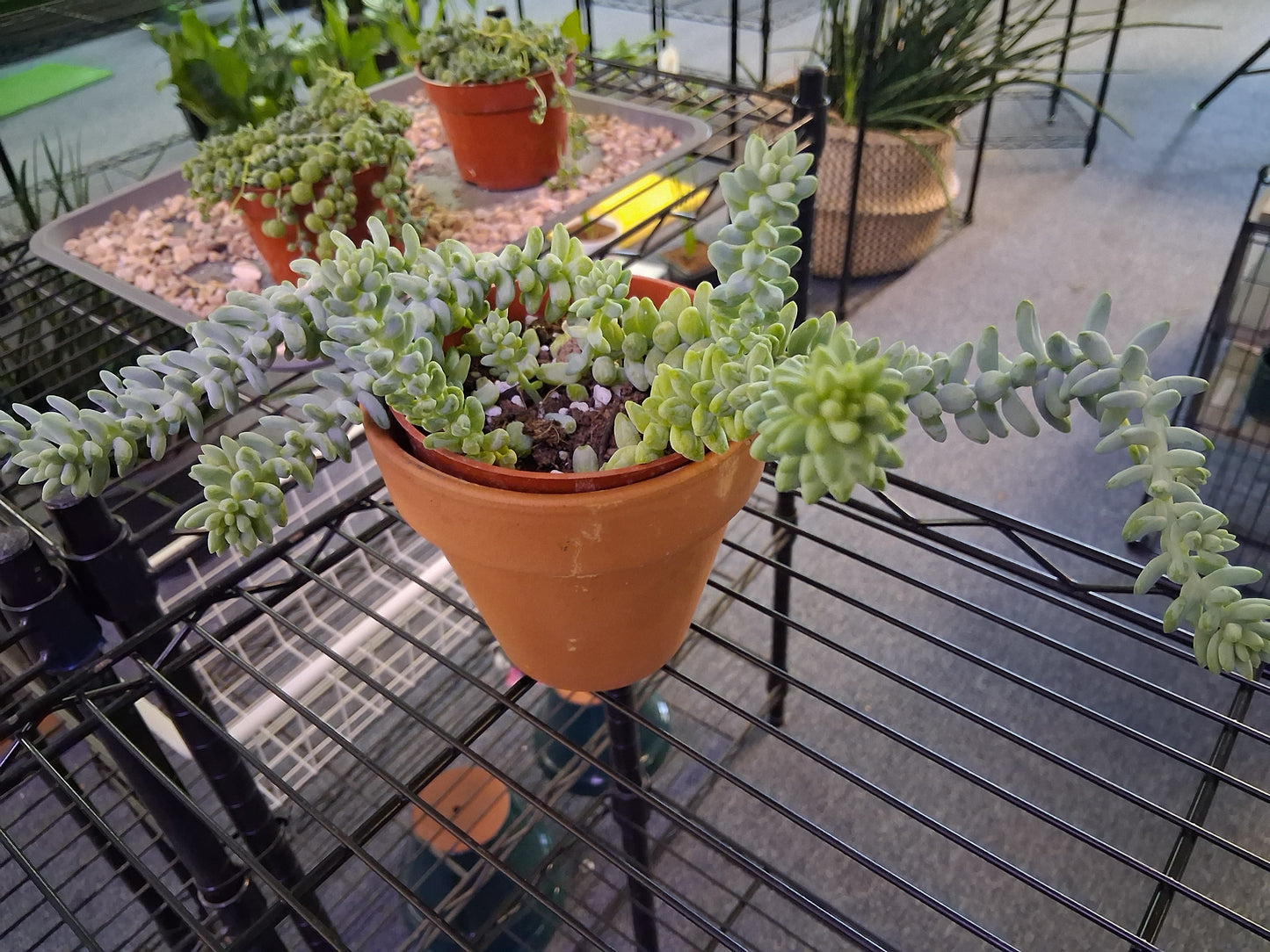 Burro's Tail