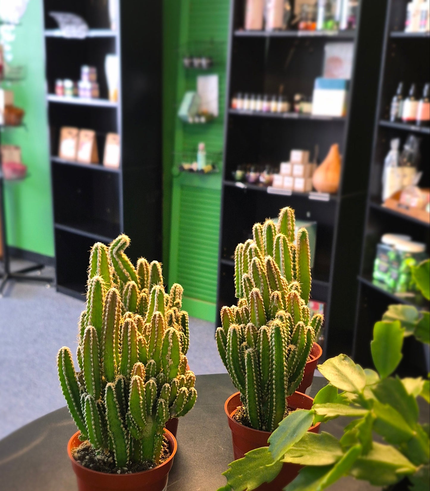 New- Fairy Castle Cactus