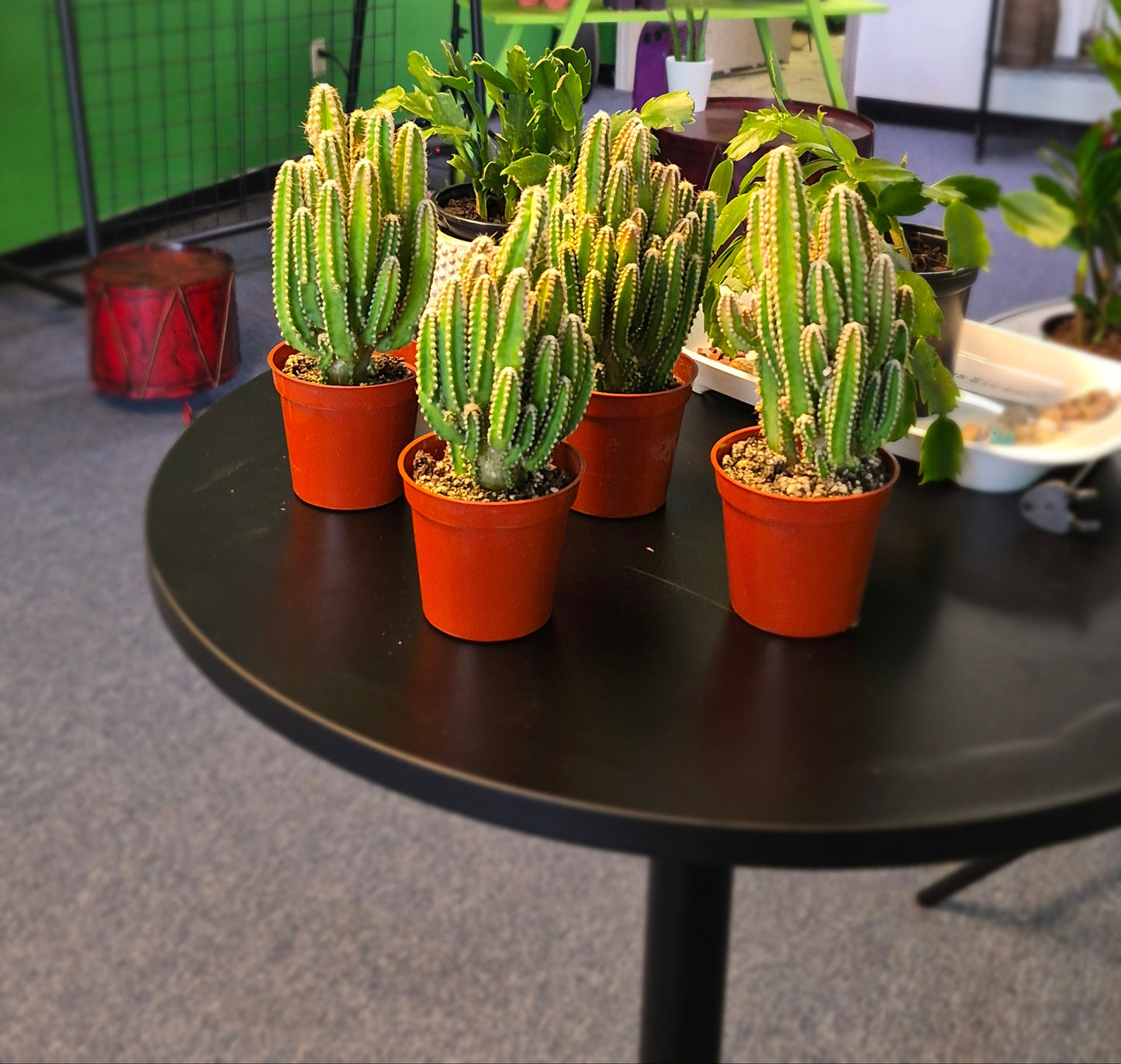 New- Fairy Castle Cactus