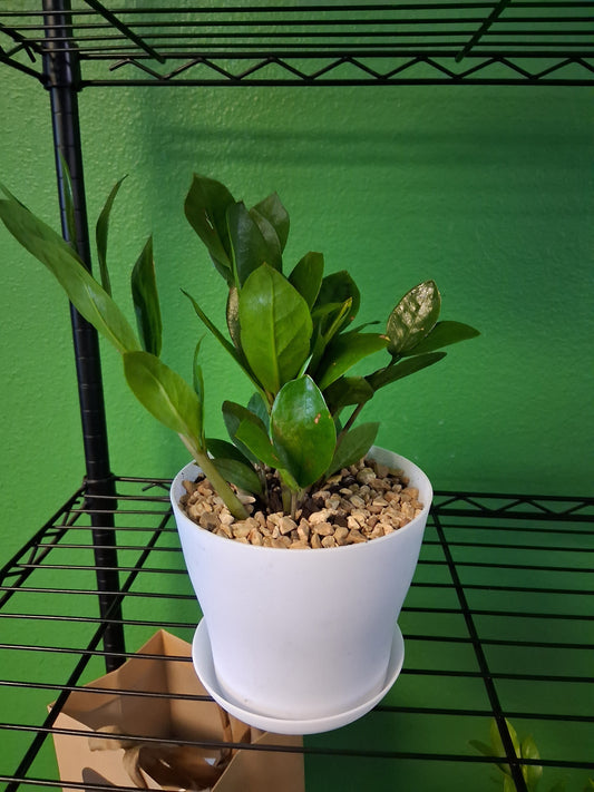 ZZ Plant pre-potted