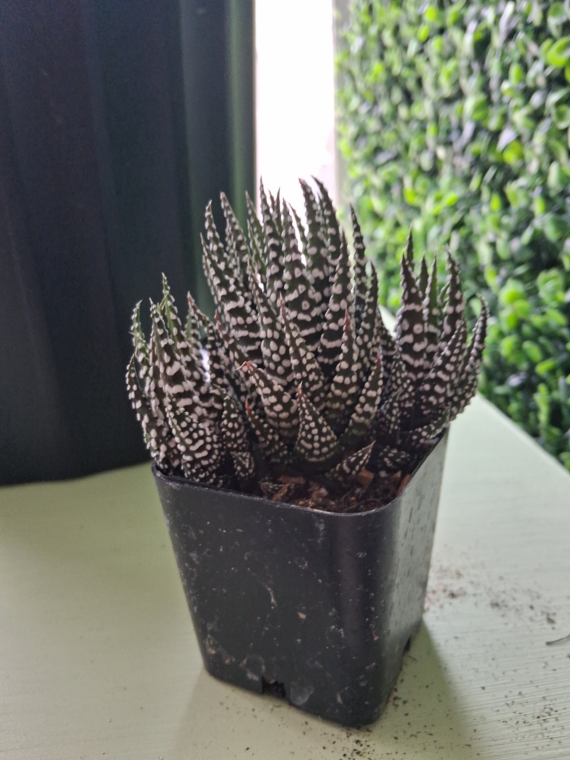 succulent that looks like zebra plant Zebra Haworthia Succulent – Plants and Things LLC