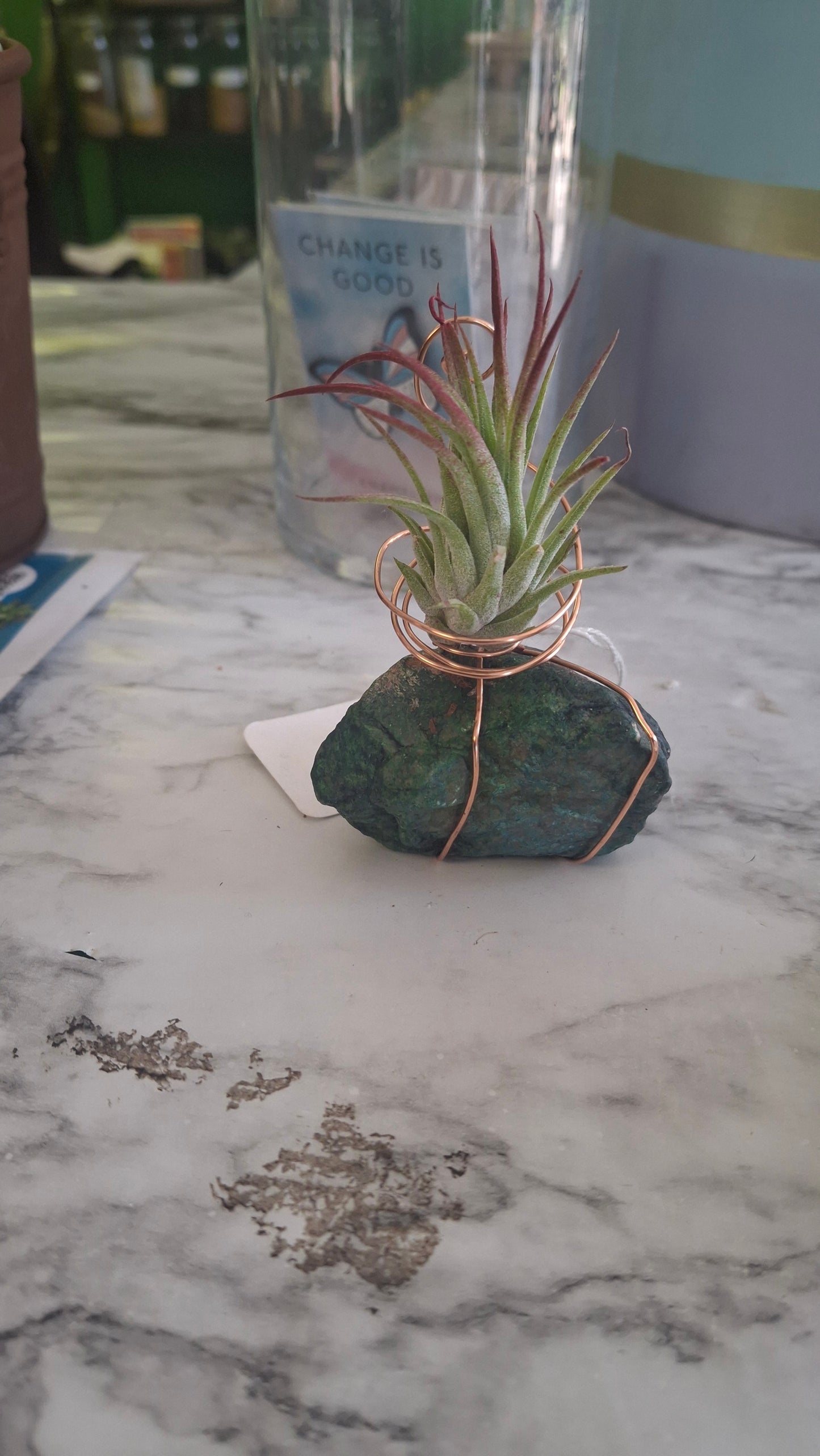 Air Plant Holder