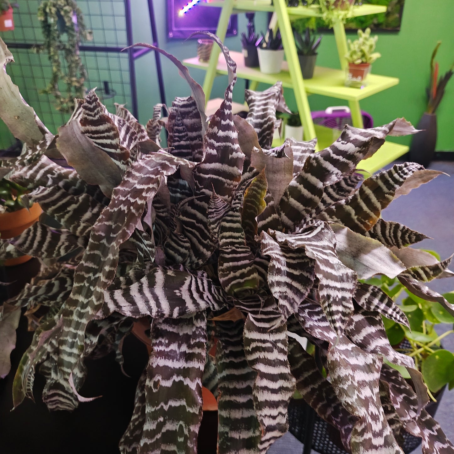 Cryptanthus Earth Star