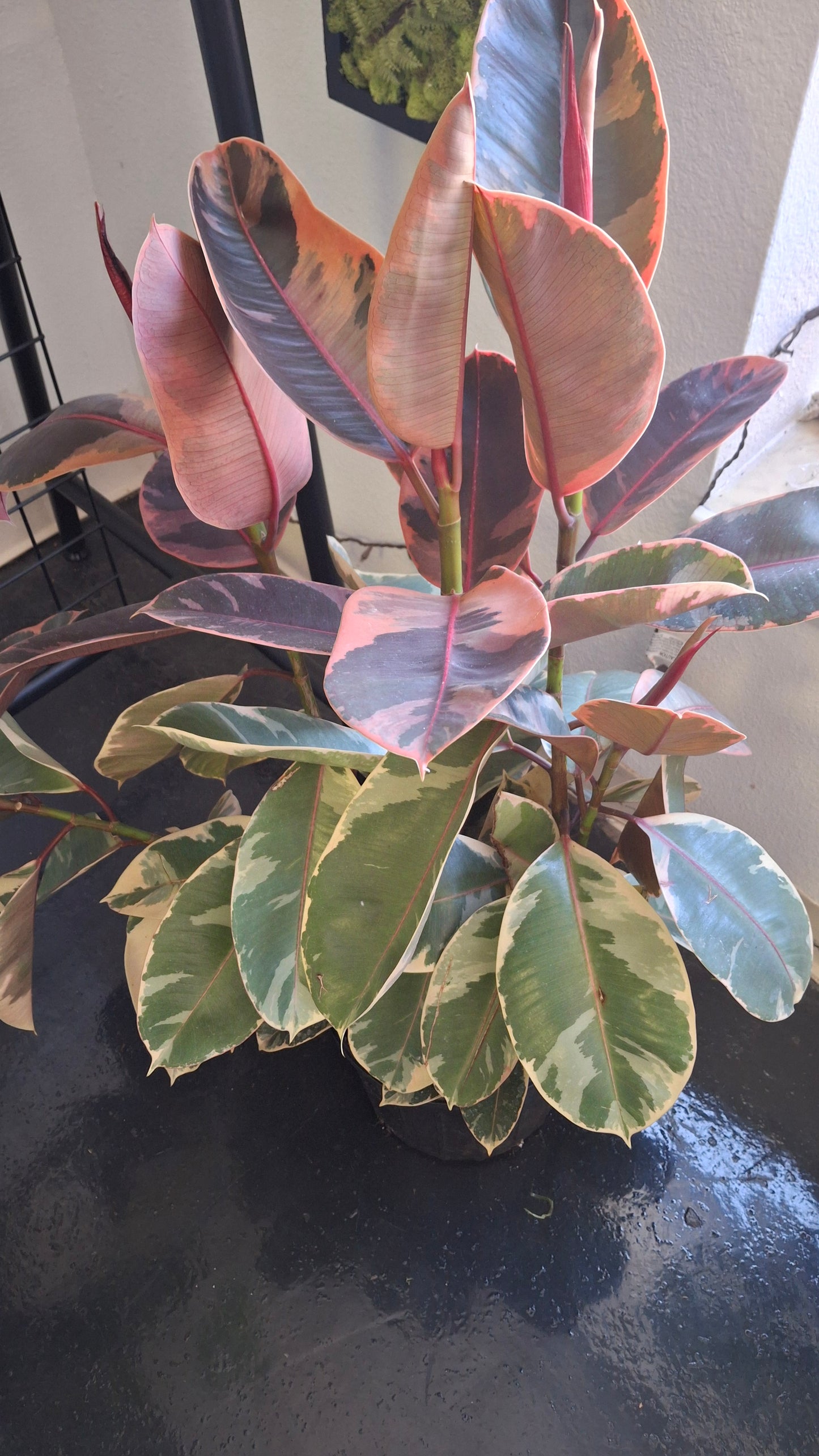 Rubber Tree- Variegated