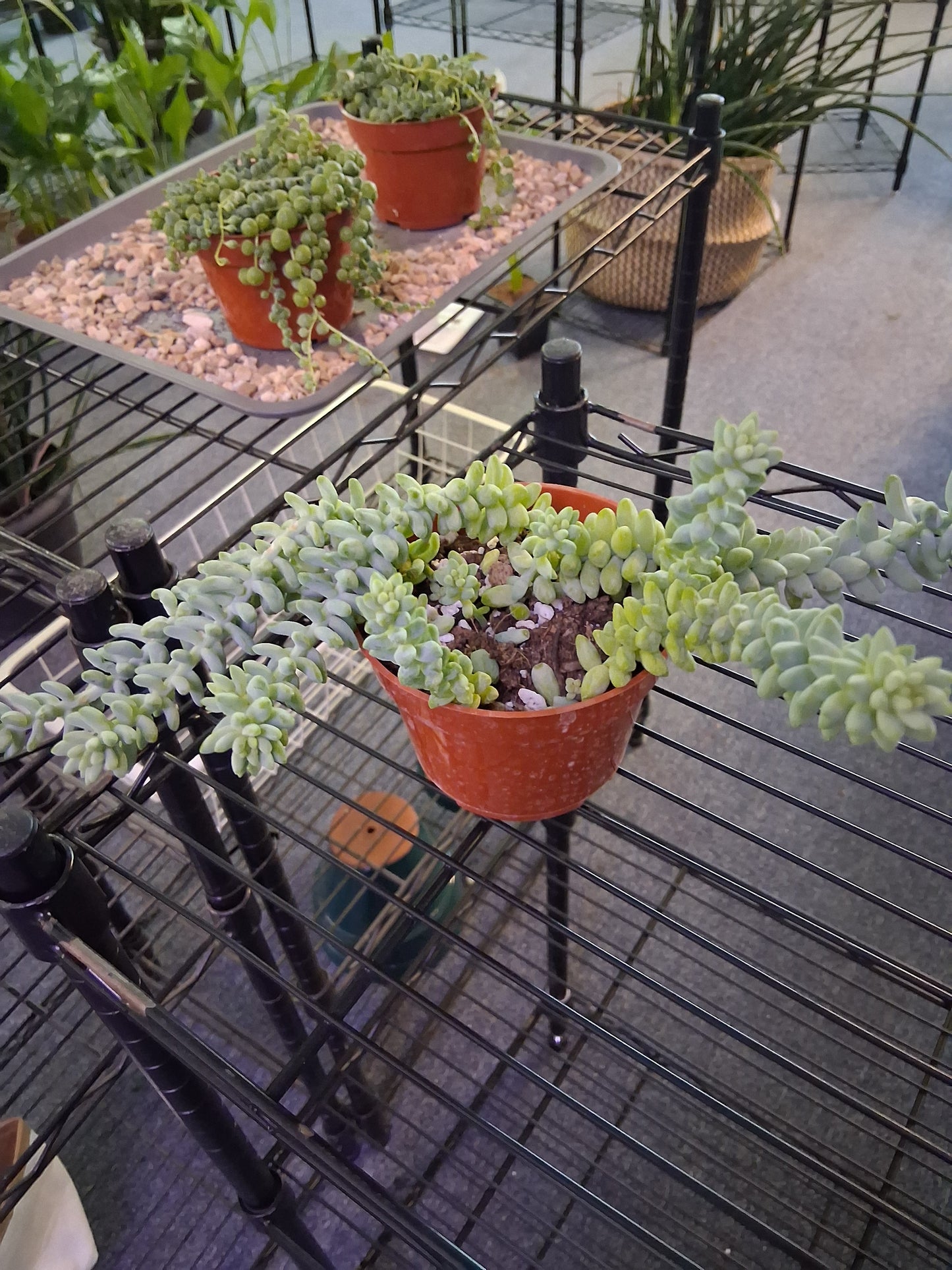 Burro's Tail