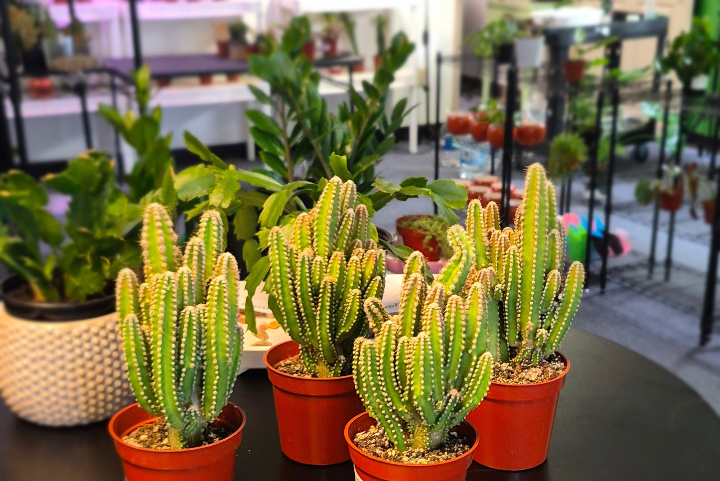 New- Fairy Castle Cactus