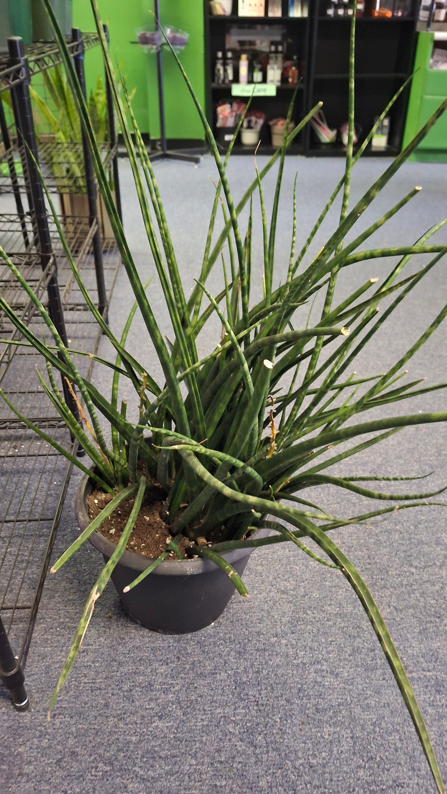 Sansevieria Snake plant- Fernwood