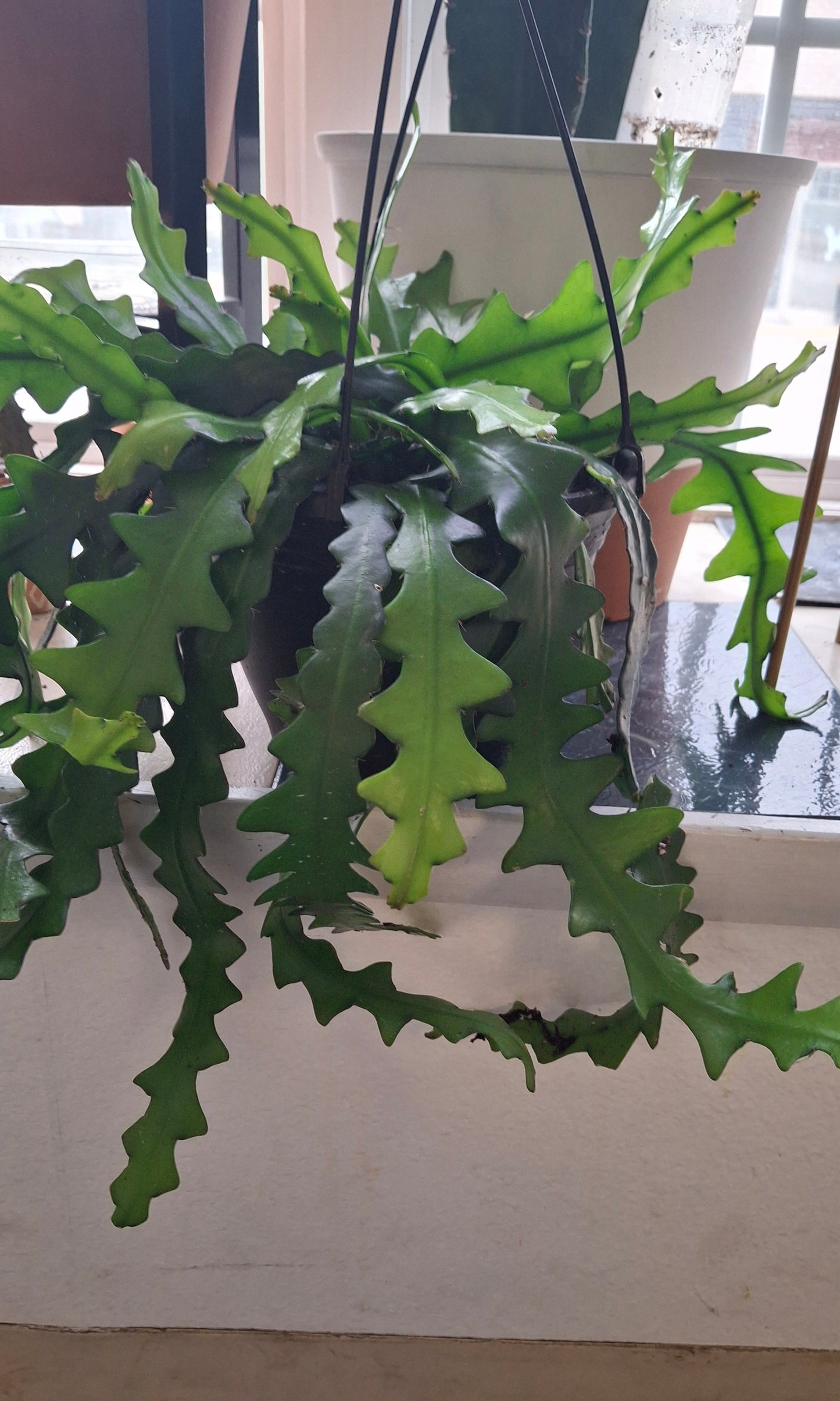 Epiphyllum Ric Rac - Hanging Basket