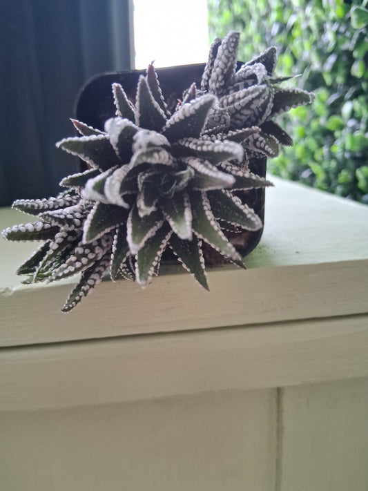 Zebra Haworthia Succulent