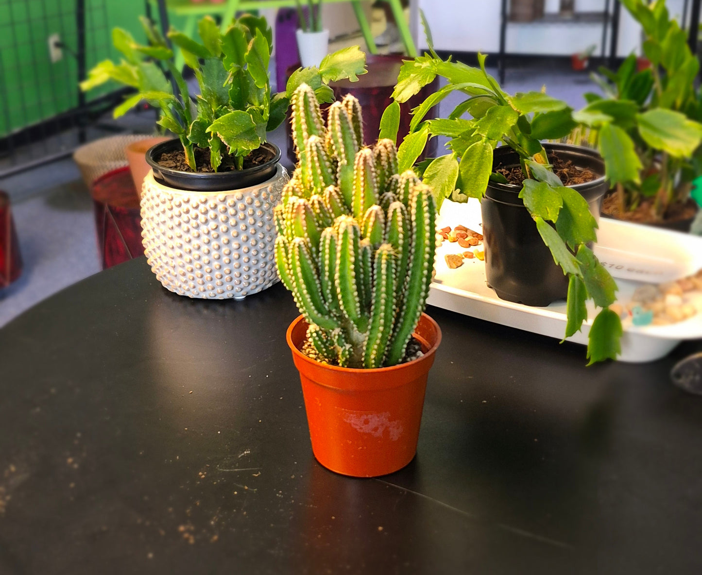 New- Fairy Castle Cactus