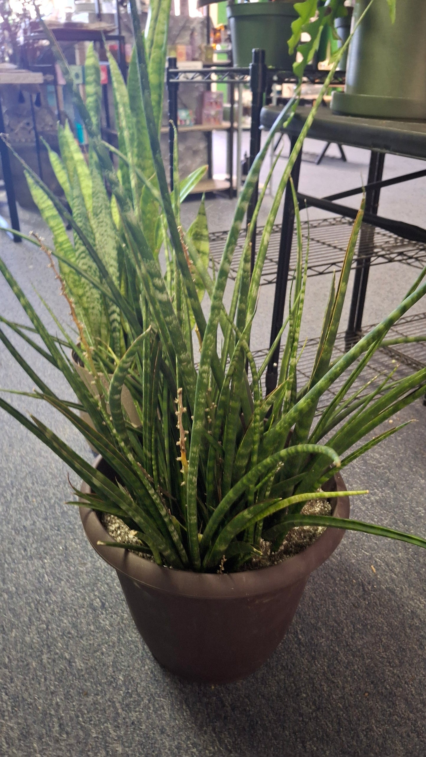 Sansevieria Snake plant- Fernwood