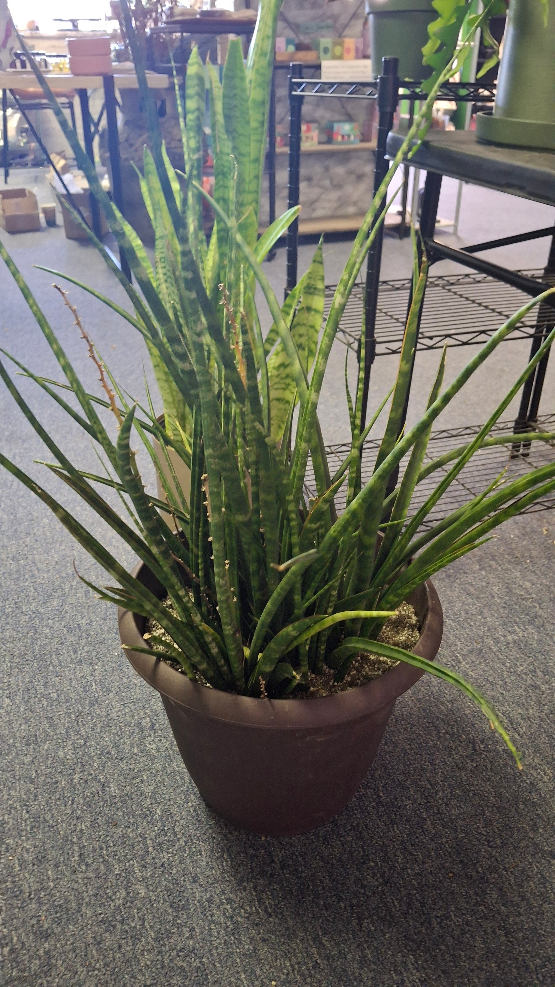sansevieria fernwood snake plant Sansevieria Snake plant- Fernwood – Plants and Things LLC