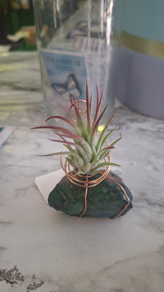 Air Plant Holder