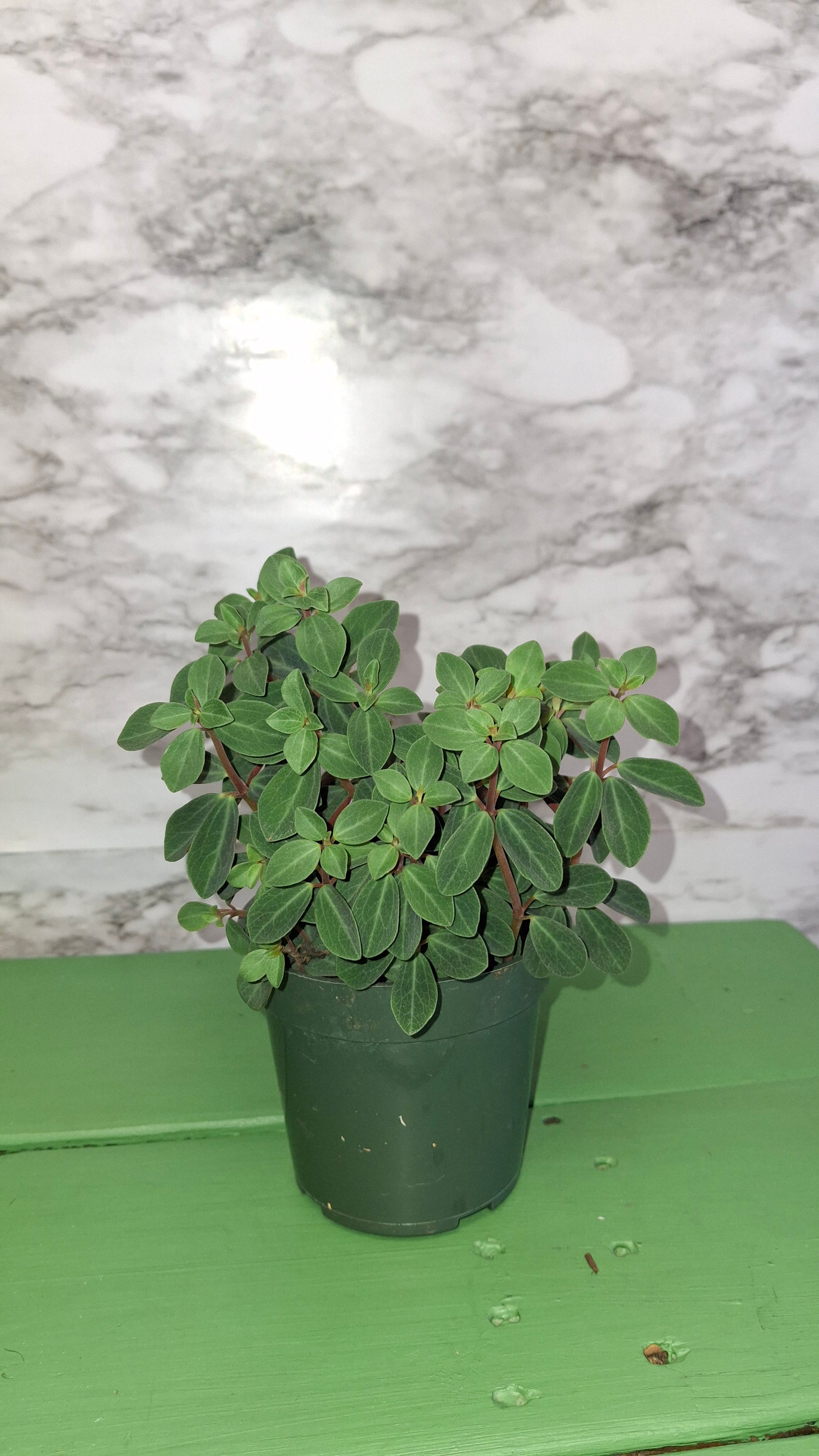 red log succulent Peperomia Red Log