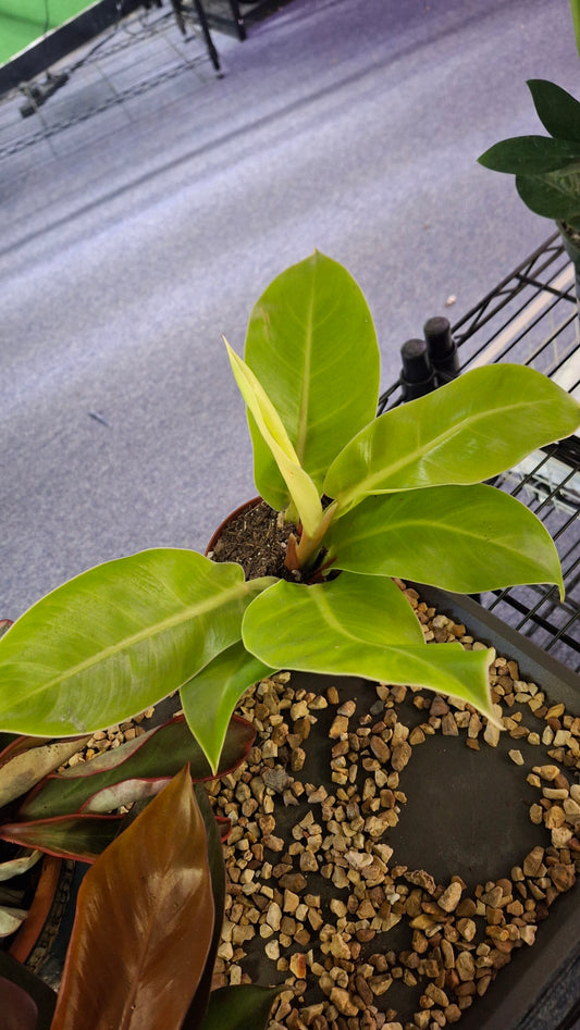Philodendron Moonlight