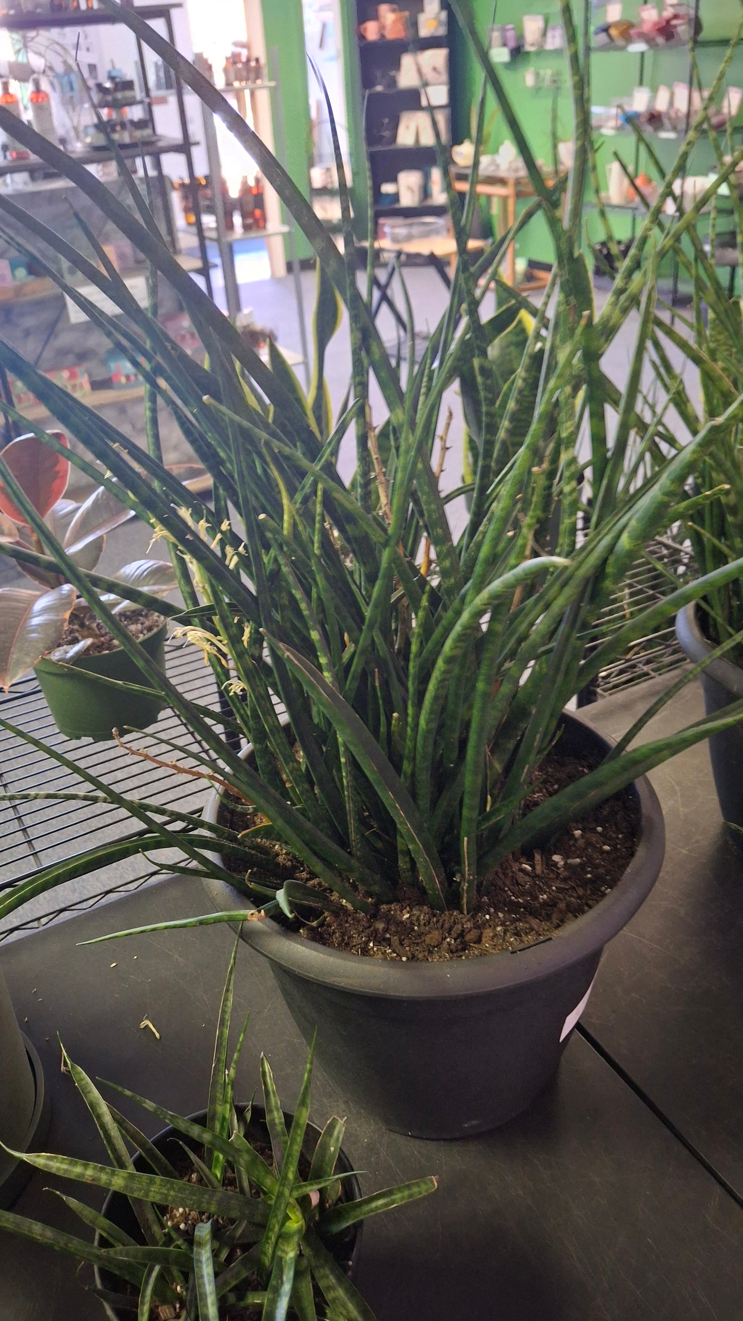 Sansevieria Snake plant- Fernwood