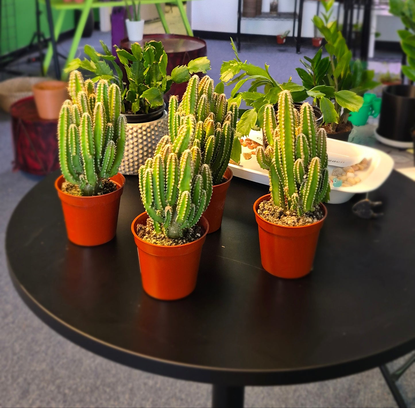 New- Fairy Castle Cactus