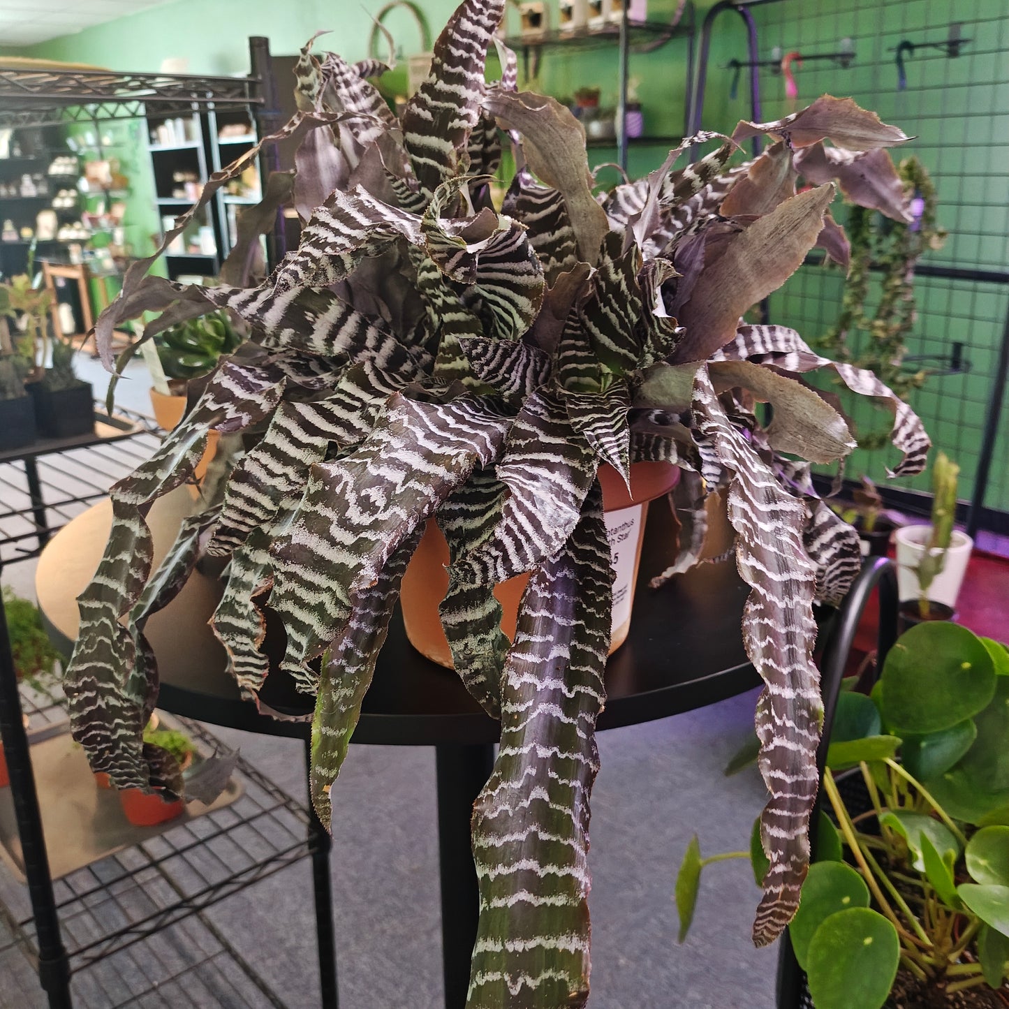 Cryptanthus Earth Star