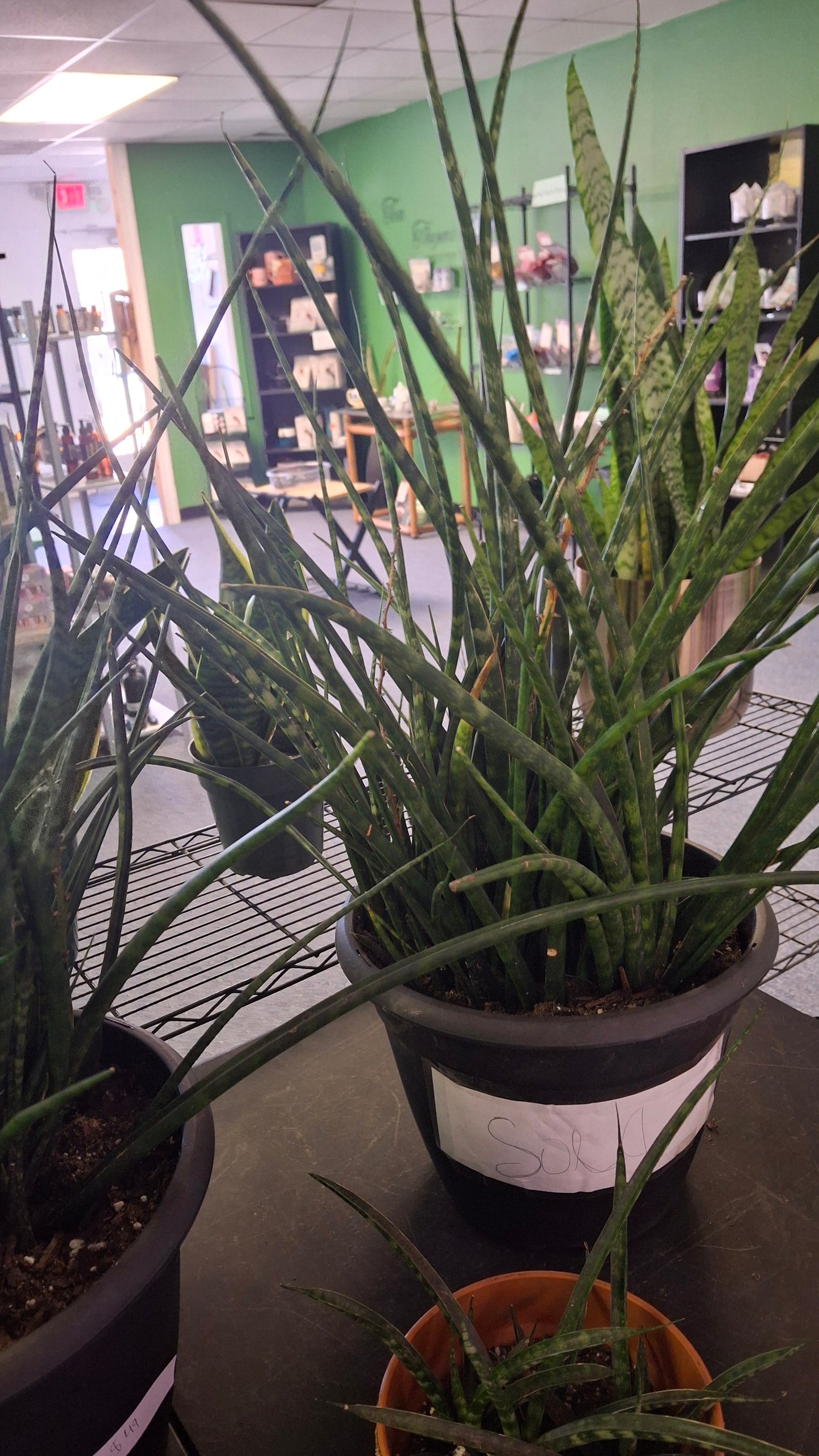 Sansevieria Snake plant- Fernwood