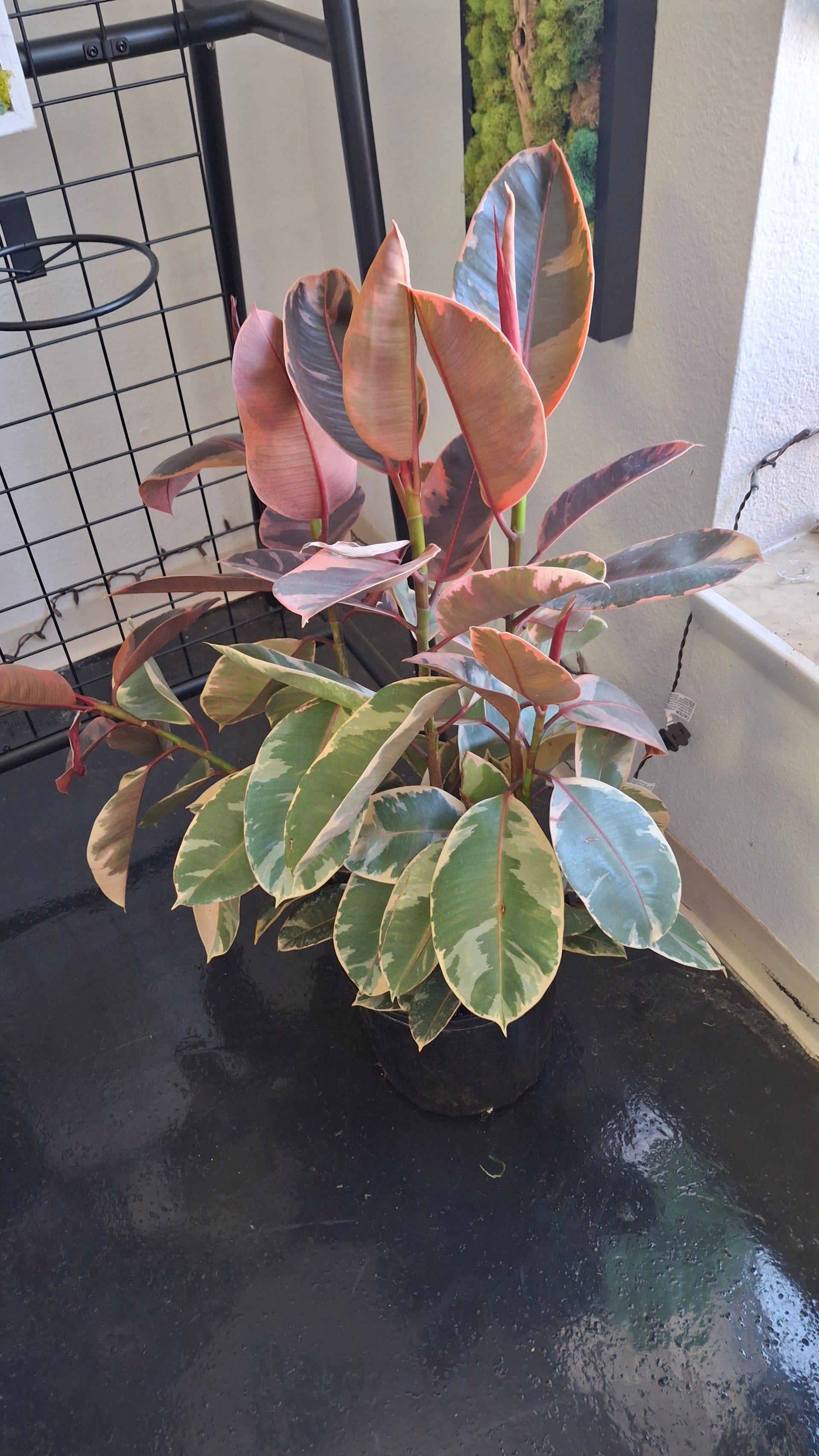 variegated rubber tree for sale Rubber Tree- Variegated – Plants and Things LLC