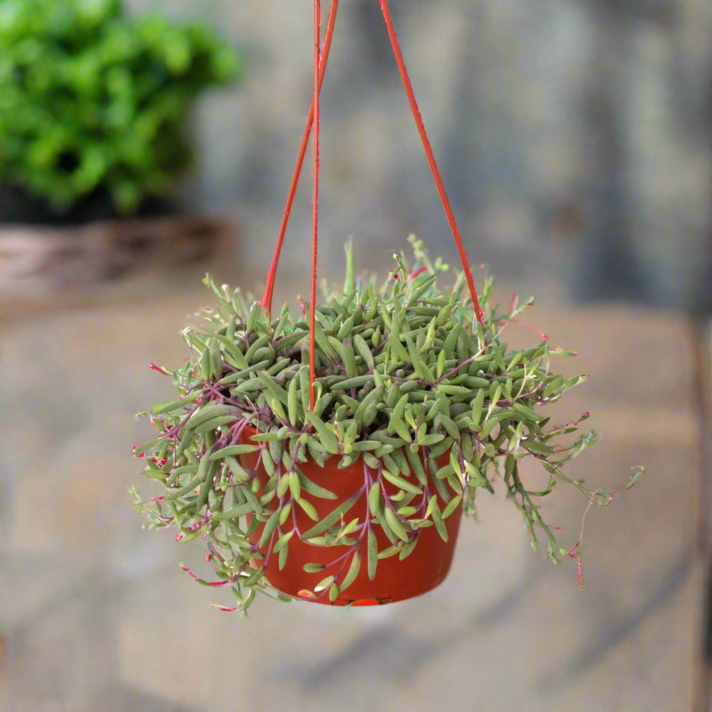 String of Rubies- In Queue for Incoming