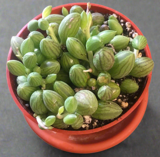 String of Watermelons- In Queue for Incoming