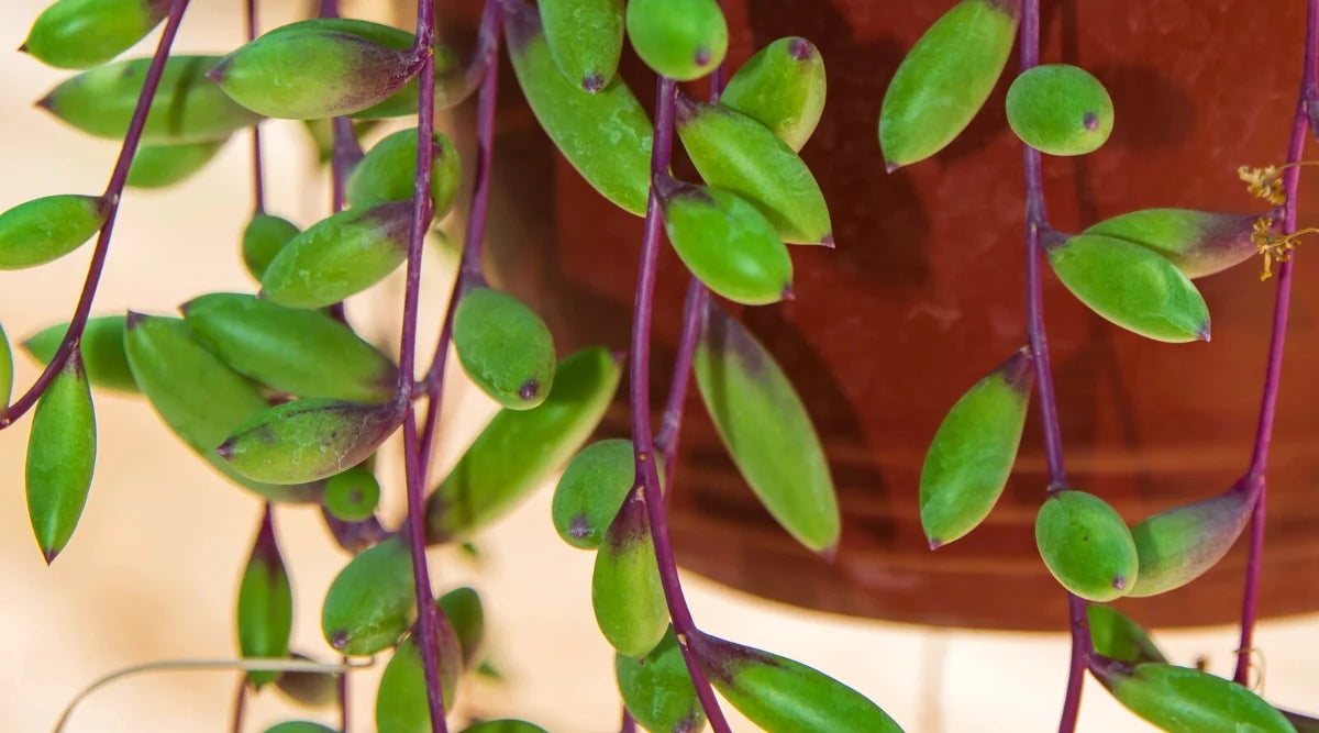 String of Rubies- In Queue for Incoming