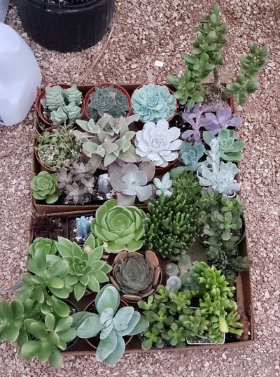 Succulent- Hand-Picked (4 inch)
