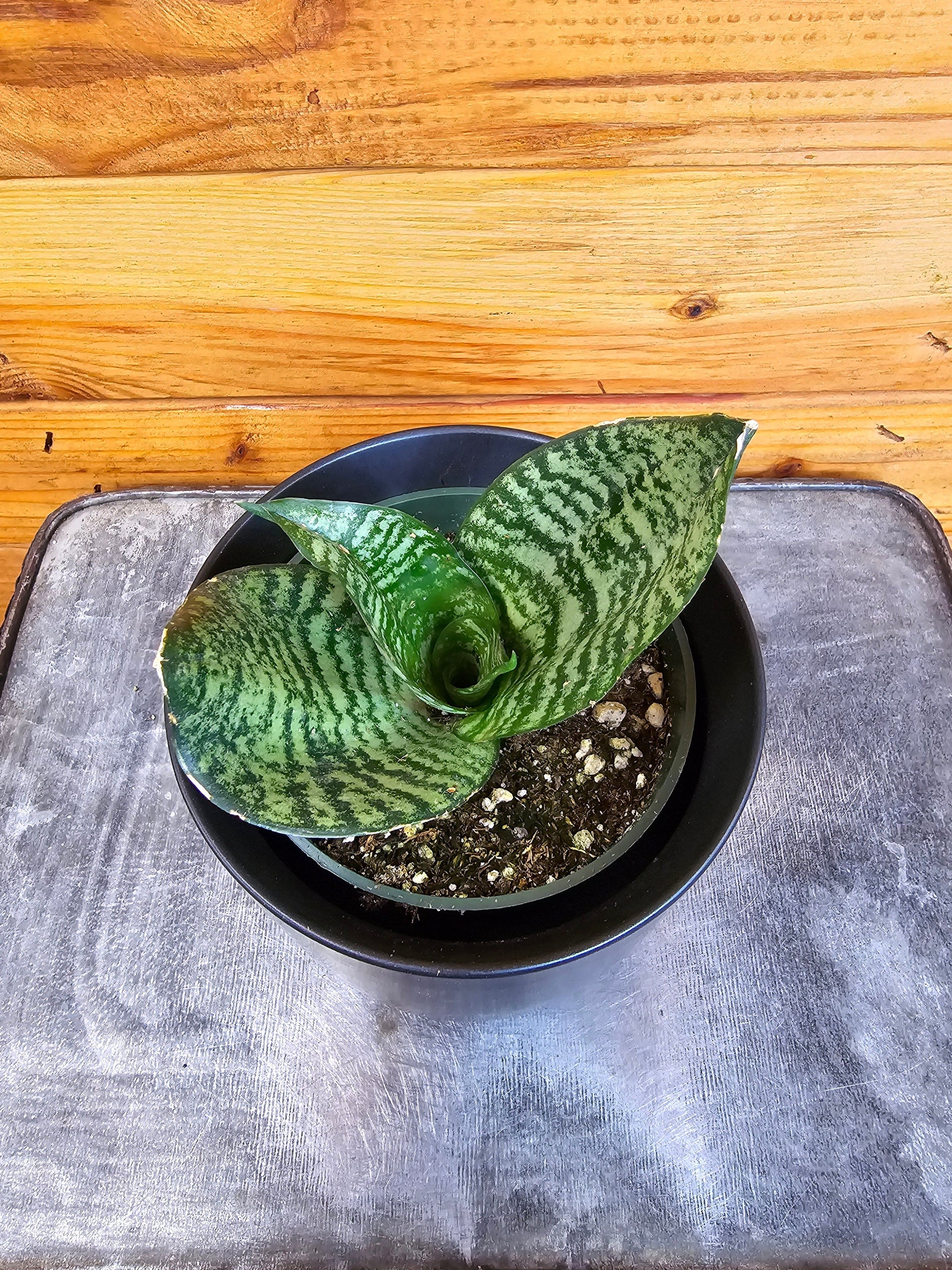 sansevieria hahnii green Sansevieria Green Hahnii, 4